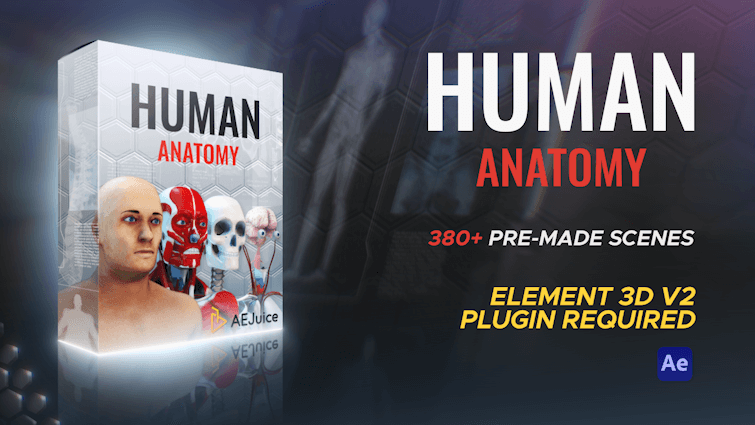 Human Anatomy