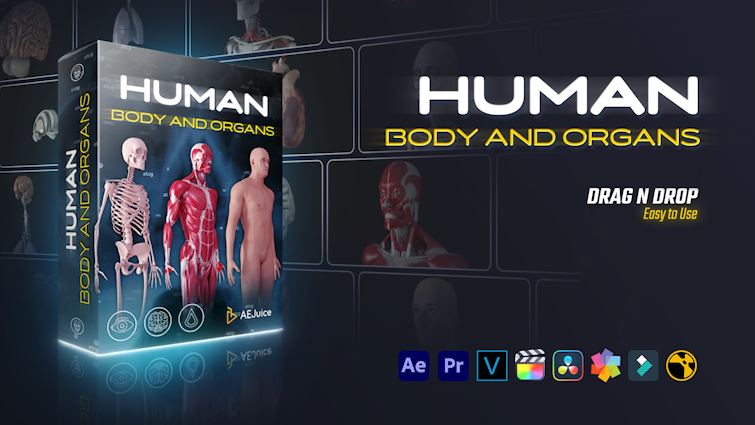 Human Body And Organs